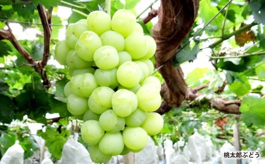 岡山県産シャインマスカット1房・桃太郎ぶどう1房