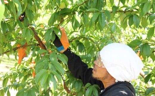 井頭栄果園 白桃 約2kg