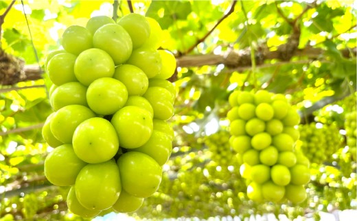 【訳あり】家庭用シャインマスカット摘み落とし 1kg以上