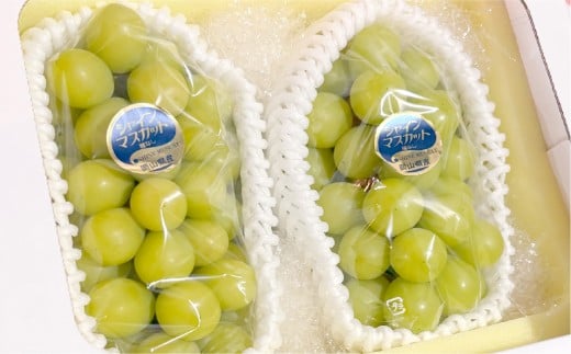 【訳あり】家庭用シャインマスカット 600g以上2房入り 1.2kg以上