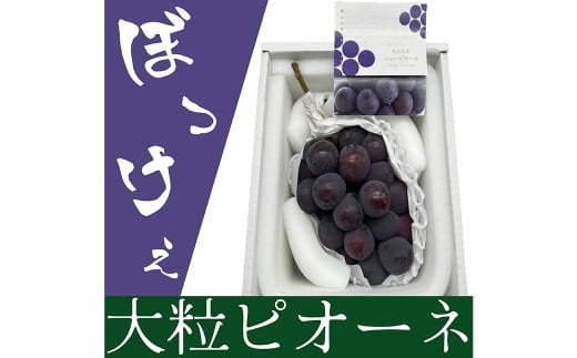 ぼっけえ大粒ピオーネ1房 800g以上 化粧箱入り【2026年9月上旬～10月上旬まで順次発送予定】【ピオーネ ぶどう 人気フルーツ 岡山フルーツ おすすめフルーツ 岡山県 倉敷市】
