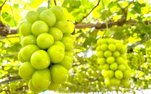 【訳あり】家庭用シャインマスカット 800g以上（1房）