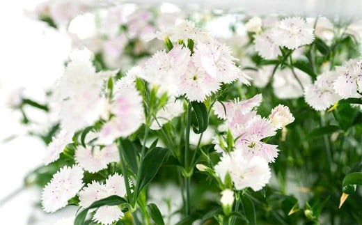 エディブルフラワーナデシコMIX（20輪入り）2種4パックセット【食べられるお花 栽培期間中 農薬不使用】