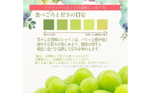 シャインマスカット 晴王 2房 約1.2kg 2回 定期便