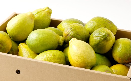 【訳あり】晴れの国レモン