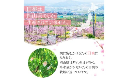 岡山白桃 ロイヤル 5～7玉入り（合計約2kg）【2026年7月上旬～8月下旬 発送予定】【もも 桃 白桃 果物 フルーツ 国産 人気 おすすめ 岡山県 倉敷市】