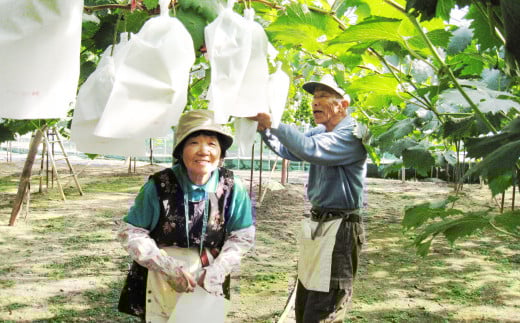 シャインマスカット 1房（1房 600g前後）