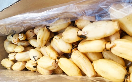 連島れんこん 家庭用 1節もの 5kg 【2025年9月上旬-2026年4月下旬 発送予定】