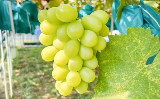 シャインマスカット【晴王】　950g前後 1房（化粧箱入り）【2025年7月下旬-12月下旬 発送予定】