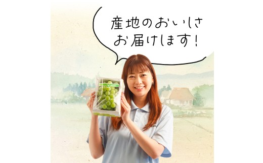 【先行予約】岡山県産 マスカット・オブ・アレキサンドリア 1房（700g以上・秀品以上 ）化粧箱入り【2026年7月上旬～7月下旬まで順次発送予定】【シャインマスカット 果物 フルーツ 国産 人気 おすすめ 岡山県 倉敷市】