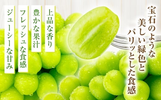 【定期便 全2回／2026年9・10月発送】 岡山県産シャインマスカット 晴王 1房 約700g｜2回定期便 9月・10月に1回づつお届け 種無し 皮ごと食べる 旬の美味しさ フレッシュ 先行予約 ハレノフルーツ