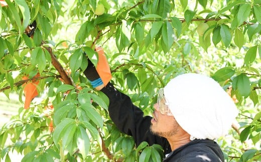 井頭栄果園 白桃 約1.3kg