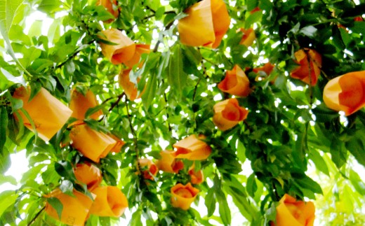 【訳アリ家庭用】岡山白桃 2キロ