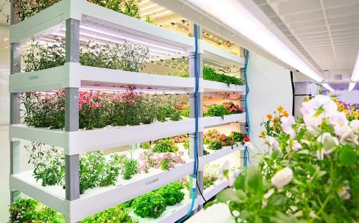 押し花MIX（20輪入り）3パックセット【食べられるお花 栽培期間中 農薬不使用】