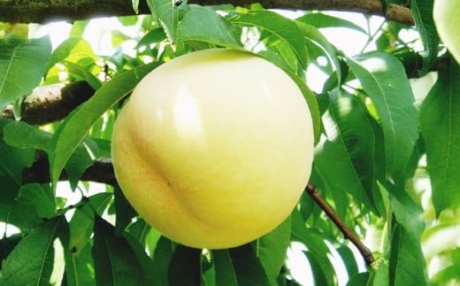 果物詰合せ（岡山白桃 2玉（1玉 220g以上）《等級：ロイヤル》・シャインマスカット晴王 1房（380g以上））【2026年7月上旬～8月上旬まで順次発送予定】【白桃 桃 もも モモ シャインマスカット 葡萄 ぶどう ブドウ フルーツ 果物 岡山県 倉敷市 おすすめ 人気】