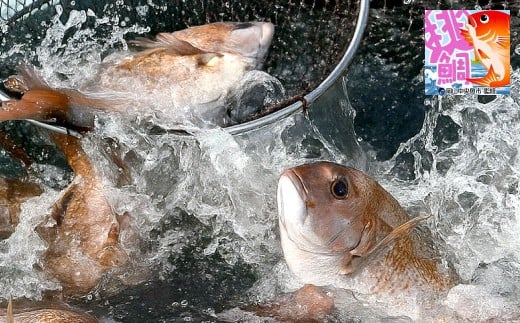 岡山ブランド魚 桃鯛の炙りセット