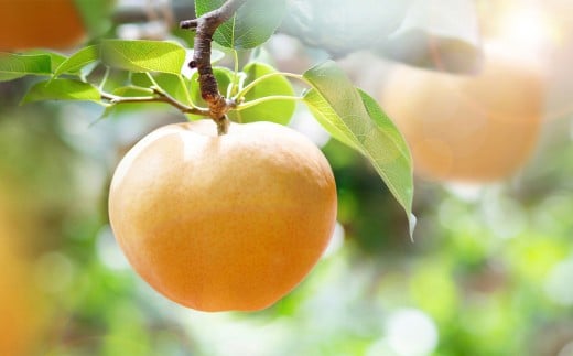 あたご梨 3～4玉 合計約1.5kg 化粧箱