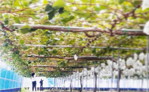 岡山県産 シャインマスカット 家庭用 約10kg