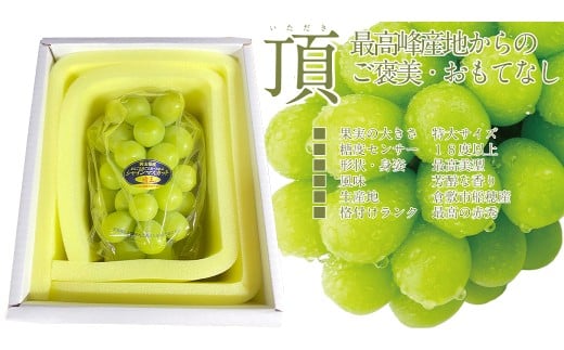 プレミアムシャインマスカット晴王 船穂Ver 赤秀ぶどう 2房 約1.2kg