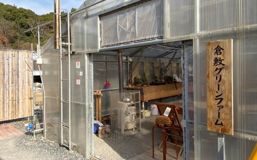 【苔玉づくり】ペア体験チケット（１個ずつ制作）【体験券 体験チケット ペアチケット 苔玉作り 倉敷グリーンファーム 植物 岡山県 倉敷市 おすすめ 人気】