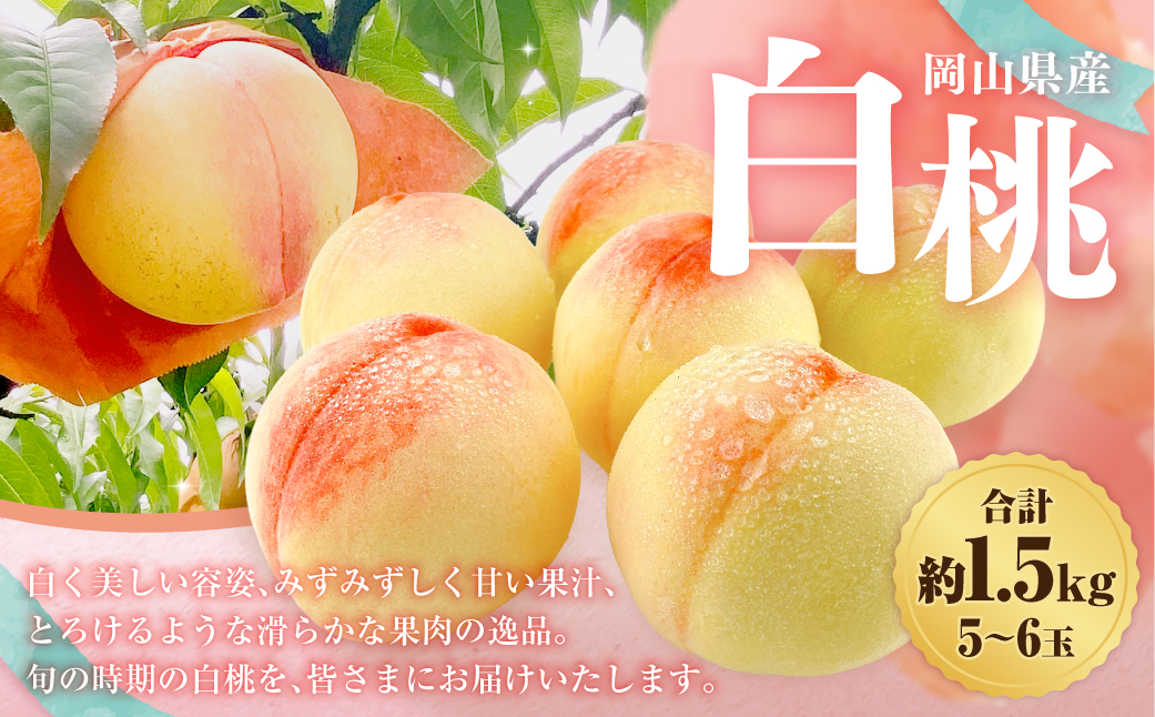岡山県産 白桃 約1.5kg箱 5～6玉 【2026年7月上旬～8月下旬迄発送予定】 もも 桃 果物 くだもの フルーツ 国産 果実 冷蔵