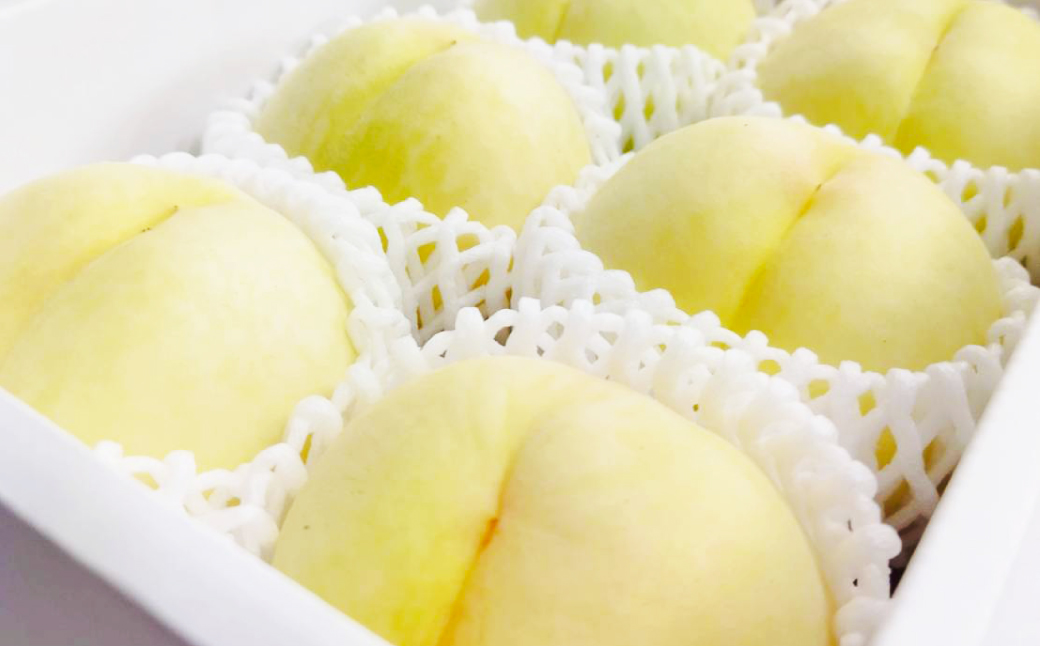 【先行予約】岡山白桃 約1.5kg（6玉前後）【2026年7月上旬～7月下旬迄順次発送予定】【もも 桃 清水白桃 白桃 果物 フルーツ 国産 人気 おすすめ 岡山県 倉敷市】