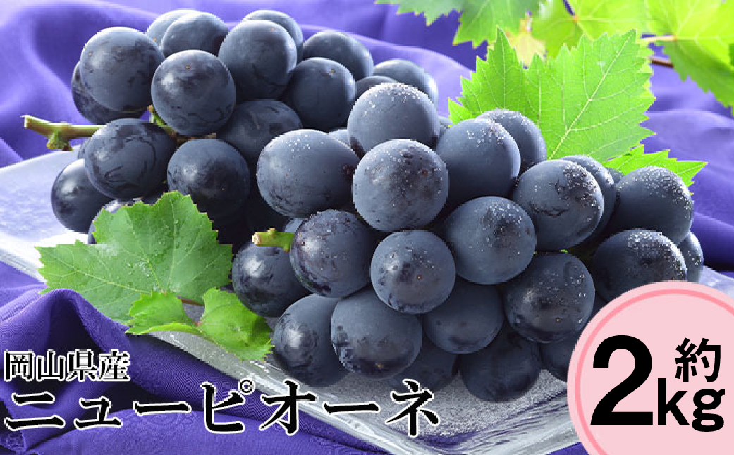 先行予約 岡山県産 ニューピオーネ 約2kg（3～6房）【2026年8月下旬～10月下旬まで順次発送予定】 葡萄 ぶどう ブドウ ピオーネ 大粒 種なし 種無し 果物 フルーツ 冷蔵 岡山県 倉敷市
