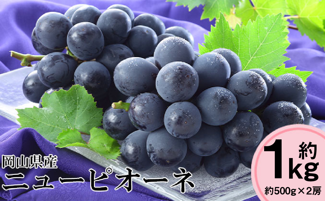 先行予約 岡山県産 ニューピオーネ 約500g×2房 計約1kg【2026年8月下旬～10月下旬まで順次発送予定】 葡萄 ぶどう ブドウ ピオーネ 大粒 種なし 種無し 果物 フルーツ 冷蔵 岡山県 倉敷市