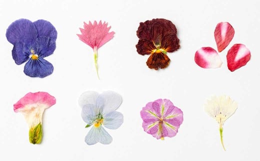 押し花MIX（20輪入り）3パックセット【食べられるお花 栽培期間中 農薬不使用】