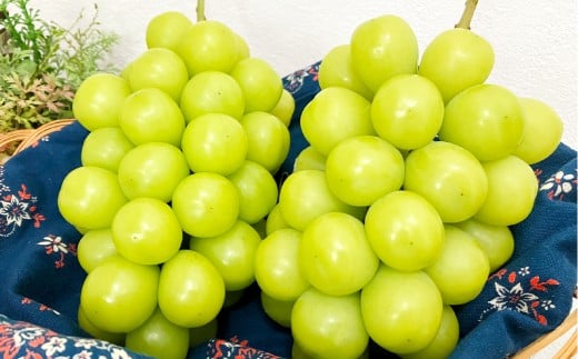 【訳あり】家庭用シャインマスカット 500g以上2房入り 1kg以上