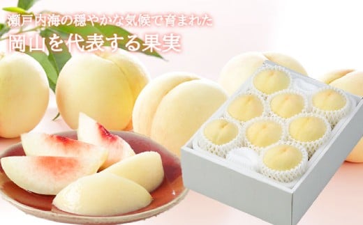 岡山白桃 エース 4～8玉 約1.2kg 岡山県産 【2026年7月上旬～8月下旬まで順次発送予定】 モモ もも 桃 白桃 果物 フルーツ 岡山県 倉敷市