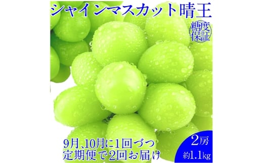 【2回定期便】シャインマスカット 晴王 ２房 約1.1kg ２回 定期便 9月・10月に1回ずつ発送【2026年9月上旬発送開始】【岡山県産 種無し 皮ごと食べる みずみずしい 甘い フレッシュ 9月～10月発送 晴れの国 おかやま ぶどう 葡萄 マスカット 果物大国 彩美菜果 岡山県 倉敷市 おすすめ 人気】