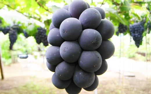 【ハウス栽培】ニューピオーネ 2房入り（1房 480g以上） 【2026年7月上旬～8月下旬 発送予定】【葡萄 ぶどう ニューピオーネ 果物 フルーツ 国産 人気 おすすめ 岡山県 倉敷市】