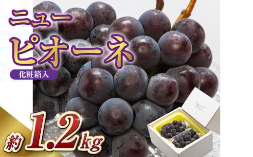 【先行予約】岡山県産 ニューピオーネ 2房（1房600g以上）化粧箱入り【2026年8月下旬～10月上旬まで順次発送予定】【ニューピオーネ ぶどう 果物 フルーツ 国産 人気 おすすめ 岡山県 倉敷市】