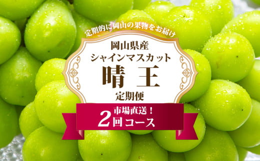 岡山県産 シャインマスカット 晴王 2房（1房600g以上） 2回定期便【2026年8月下旬～9月下旬まで順次発送予定】【シャインマスカット 果物 フルーツ 国産 人気 おすすめ 岡山県 倉敷市】