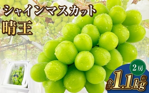 岡山県産 シャインマスカット 晴王 2房 約1.1kg【2026年9月上旬-10月下旬 発送予定】｜種無し 旬の美味しさ 皮ごと食べる フレッシュ 先行予約 ハレノフルーツ