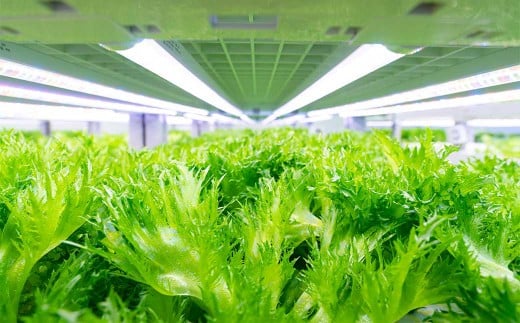 倉敷産 低カリウム レタス 8パックセット【野菜 レタス パックセット 栄養 岡山県 倉敷市 おすすめ 人気】