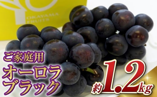 《ご家庭用》 オーロラブラック 2～3房 （合計約1.2kg） ブドウ 葡萄 岡山県産 国産 フルーツ 果物 岡山県 倉敷市 　【2026年8月下旬～9月下旬発送予定】