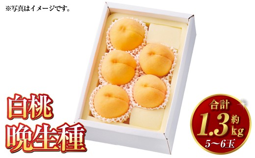 白桃 晩生種 5～6玉（約1.3kg）岡山 桃 晩生種 白麗 瀬戸内白桃 大玉 果実 固め 果肉【2026年8月上旬～9月下旬発送予定】