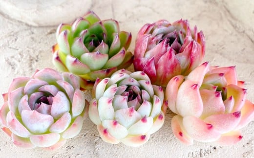 多肉植物の詰め合わせ 5～7株セット