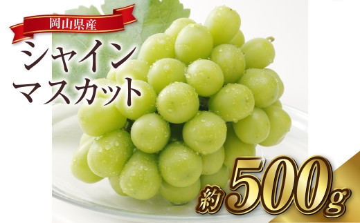 シャインマスカット 1房（約500g）果物 ぶどう フルーツ デザート スイーツ 高糖度 甘い 種なし 大粒 人気 皮ごと【2026年8月下旬～9月下旬発送予定】