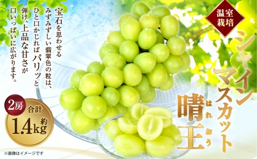 温室 シャインマスカット 晴王 2房 約1.4kg