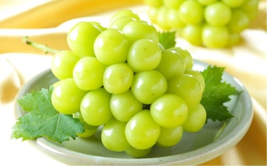 ご家庭用 シャインマスカット 晴王 3～6房 計約1.5kg【2026年8月下旬～11月下旬まで順次発送予定】 マスカット 葡萄 ぶどう ブドウ 果物 フルーツ 岡山県 倉敷市