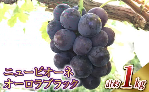 ニュー ピオーネ 1房・オーロラブラック 1房（1房 500g前後）