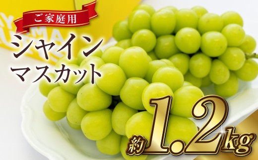 《ご家庭用》 シャインマスカット 2～3房（合計約1.2kg） マスカット ぶどう 葡萄 岡山県産 種無し 皮ごと食べる 岡山県 倉敷市 【2026年9月上旬～10月下旬 発送予定】