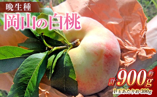 岡山の白桃 （大玉 ／ 晩生種） 3玉 （1玉約300g） 計約900g 桃 もも モモ 白桃 くだもの 果物 国産フルーツ 国産 岡山県 倉敷市 【2026年8月上旬～8月下旬発送予定】