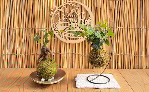 【苔玉づくり】ペア体験チケット（２個ずつ制作）【体験券 体験チケット ペアチケット 苔玉作り 倉敷グリーンファーム 植物 岡山県 倉敷市 おすすめ 人気】