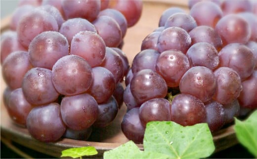 岡山県産 コールマン（冬ぶどう）2房（約1.2kg） フルーツ 果物 くだもの 食品 人気 おすすめ 送料無料 岡山県 倉敷市 【2026年11月上旬～12月下旬まで発送予定】