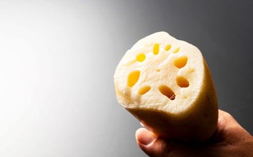 連島れんこん 贈答用 1本もの 5kg 【2025年9月上旬-2026年4月下旬 発送予定】