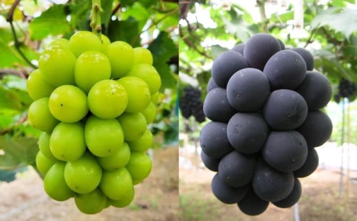 葡萄詰合せ（シャインマスカット 晴王 2房（1房 580g以上）・ニューピオーネ 1房（580g以上） 露地栽培【2026年9月上旬～10月下旬まで順次発送予定】マスカット フルーツ ぶどう 葡萄 ブドウ ピオーネ